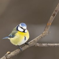 Лазоревка :: Валерий Черняк