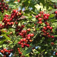 Боярышник :: Freddy 97