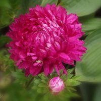 Астра :: Freddy 97