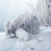 Наморозило :: Марина Фомина.