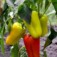 Перчики :: Светлана Ищенко