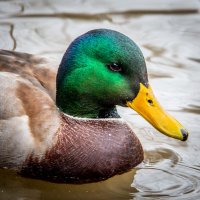 Портрет :: Андрей 