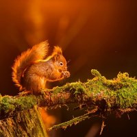 606F)Фото репортаж из зоопарка -6 :: irina Schwarzer 