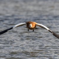 огарь в полете :: юрий макаров