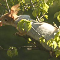 не боится :: Владимир Зырянов
