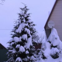 Засыпало туи :: Людмила Смородинская