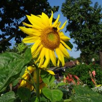 Подсолнух :: PRP 