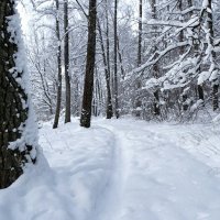 Снежная зима. :: Милешкин Владимир Алексеевич 