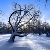 Морозное утро :: Евгений 