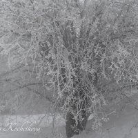 Природа Крыма :: Amazing Cosmea