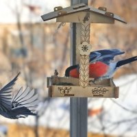 Синичкин обморок. :: Татьяна Бравая