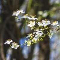 Будем  ждать  весну :: Валентин Семчишин