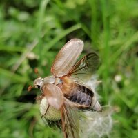 *** :: Зоя Мишина