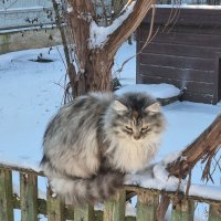 Визит вежливости :) :: Наталья 