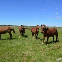 Донские виды. :: Виктор 