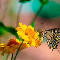 Махаон. :: Евгений Голубев