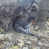 Кенгуру :: Freddy 97