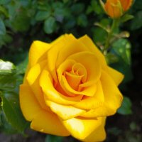 Роза желтая :: Татьяна Пальчикова