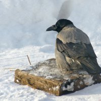 Гостья... :: Андрей Катков