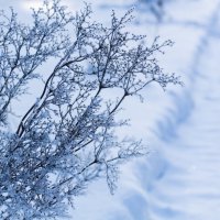 неизвестный мне сухостой :: Артём 