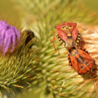 СВИДАНИЕ...летние зарисовки... :: Надежда Куркина 
