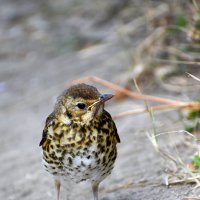 Птенец певчего дрозда :: Nina Streapan