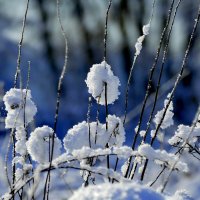 картинки января 26г. 4 :: Александр Прокудин