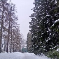 Зима :: Сапсан 