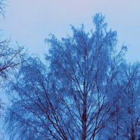 Снежная береза :: Veera V