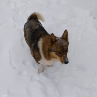 *** :: Любовь Сахарова