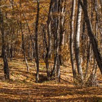 Осень в горах :: Игорь Сикорский