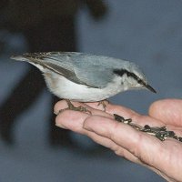 Поползень :: Галина Нестратова