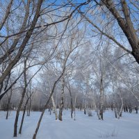 Снежная зима ... :: Андрей Хлопонин