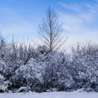 Зимние зарисовки :: Рита Симонова