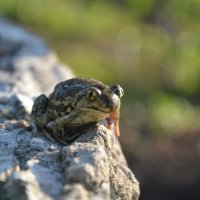 Квакушка)) :: Prizrak 777