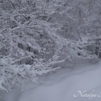 Природа Крыма :: Amazing Cosmea