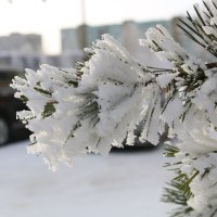 Шубки инея :: Ольга 