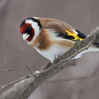 Щегол :: Лина 