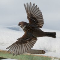 1 :: Сергей Флетчер