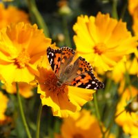 *** :: Александр. AVG100 ---