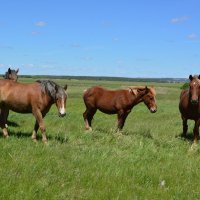 Донские виды. :: Виктор