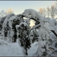 После снегопада... :: Aleksandr Gal