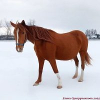 На прогулке :: ЕЛЕНА СУХОРУЧЕКОВА 
