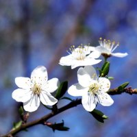 Вишня? :: Virtpil Virtpil