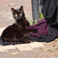 Старьевщик :: Аркадий Басович