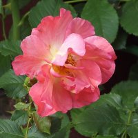 Роза :: Freddy 97