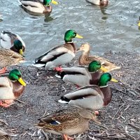 Красавцы селезни :: Надежда 