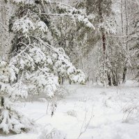 Белое безмолвие :: Сергей Царёв