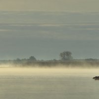 Утро на Куршском заливе :: Константин 