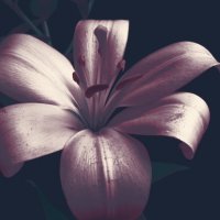 Лилия :: Victoria 